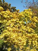 Acer palmatum cv Katsura (fam Aceracees) (Photo F. Mrugala) (2)